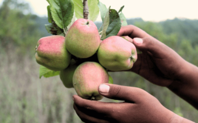 ¿Qué es la seguridad alimentaria y por qué es importante en las comunidades?