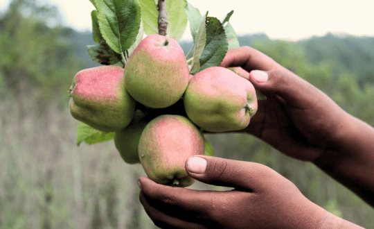 ¿Qué es la seguridad alimentaria y por qué es importante en las comunidades?