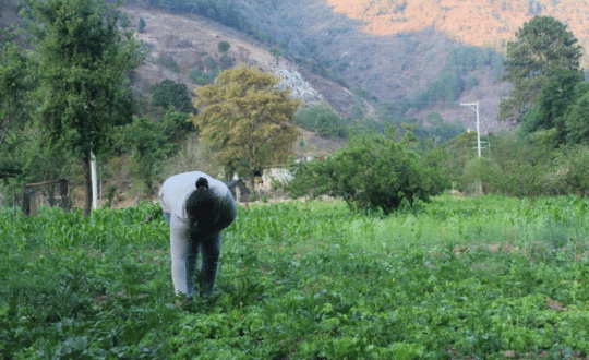 Agricultor preparando el suelo para la siembra sustentable en el campo rural.
