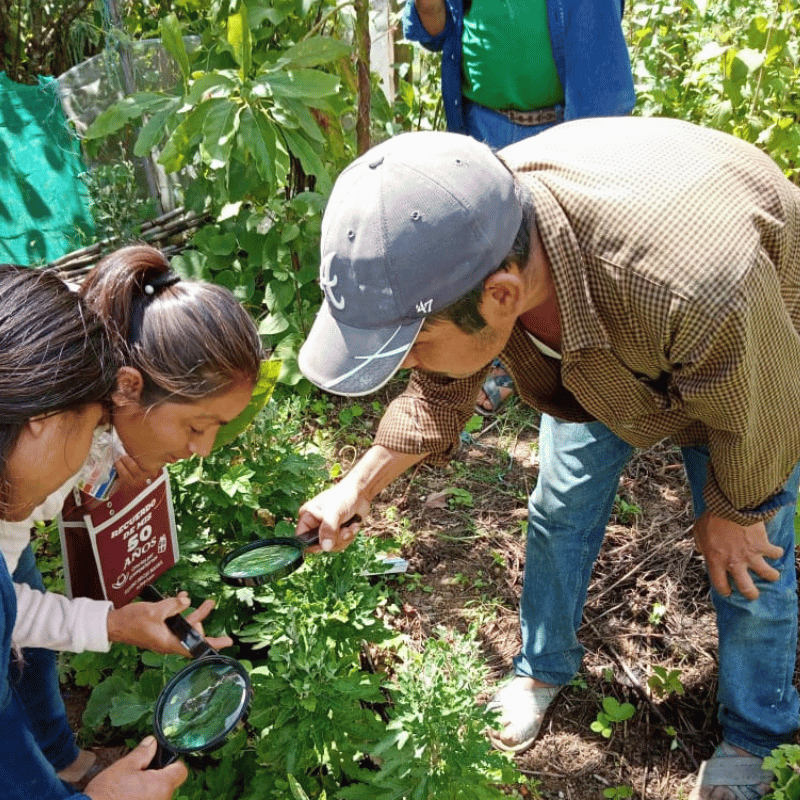 Personas participando en un taller agroecológico comunitario de observación y cuidado de plantas.