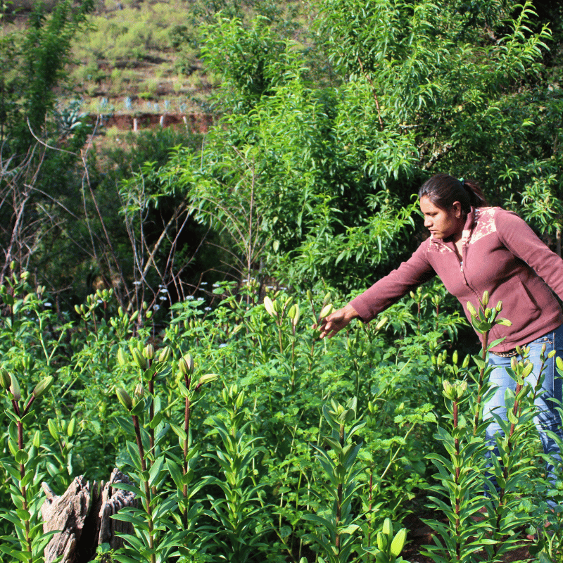 Mujer trabajando en un huerto comunitario agroecológico en una comunidad rural.